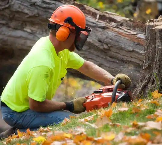 tree services Lyncourt